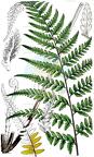 Pityrogramma calomelanos