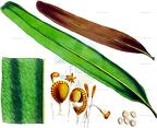 Acrostichum aureum