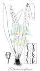 Scoliosorus ensiformis