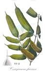 Coniogramme fraxinea