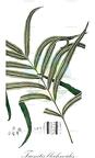 Taenitis blechnoides