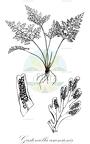 Gastoniella ascensionis