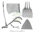 Pterigynandrum filiforme