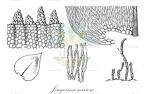 Jaegerina scariosa