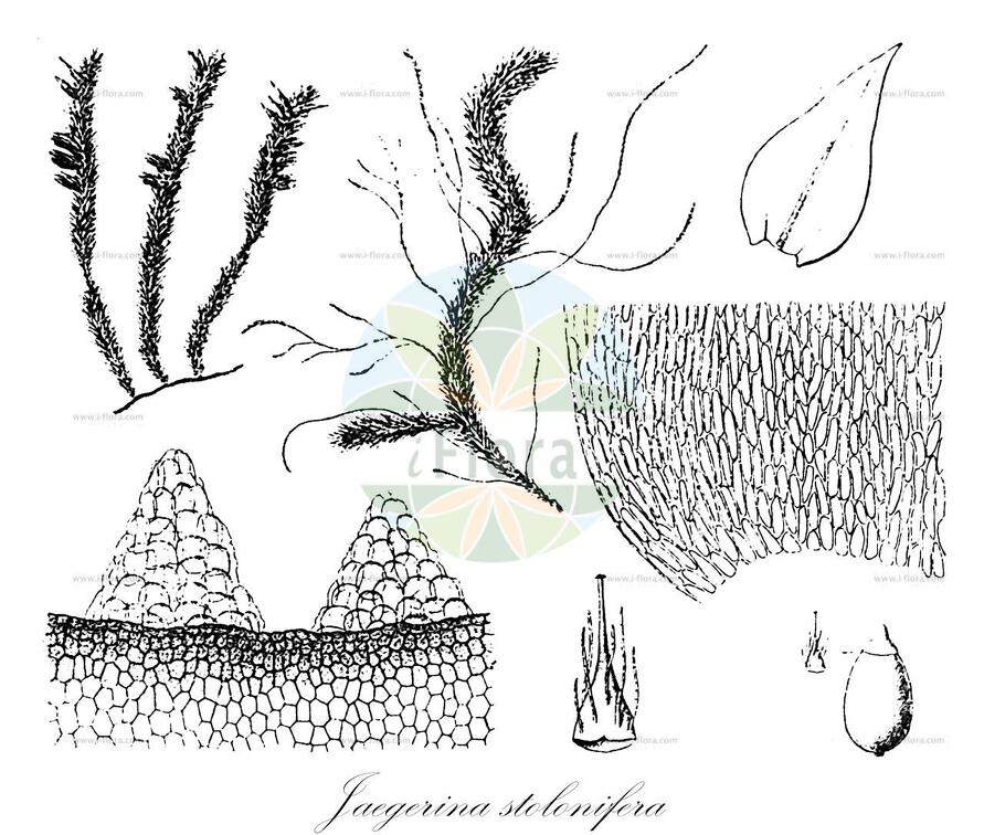 Jaegerina stolonifera