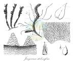 Jaegerina stolonifera