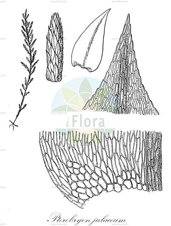 Pterobryon julaceum