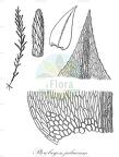 Pterobryon julaceum