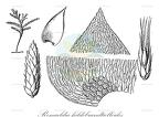 Renauldia hildebrandtielloides