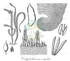 Calyptothecium wightii