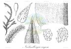 Neolindbergia rugosa