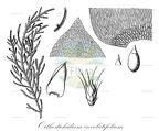Orthostichidium involutifolium