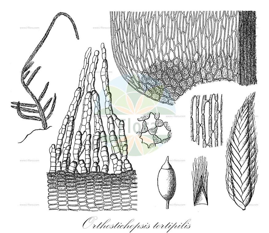 Orthostichopsis tortipilis