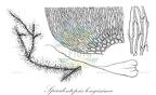 Spiridentopsis longissima
