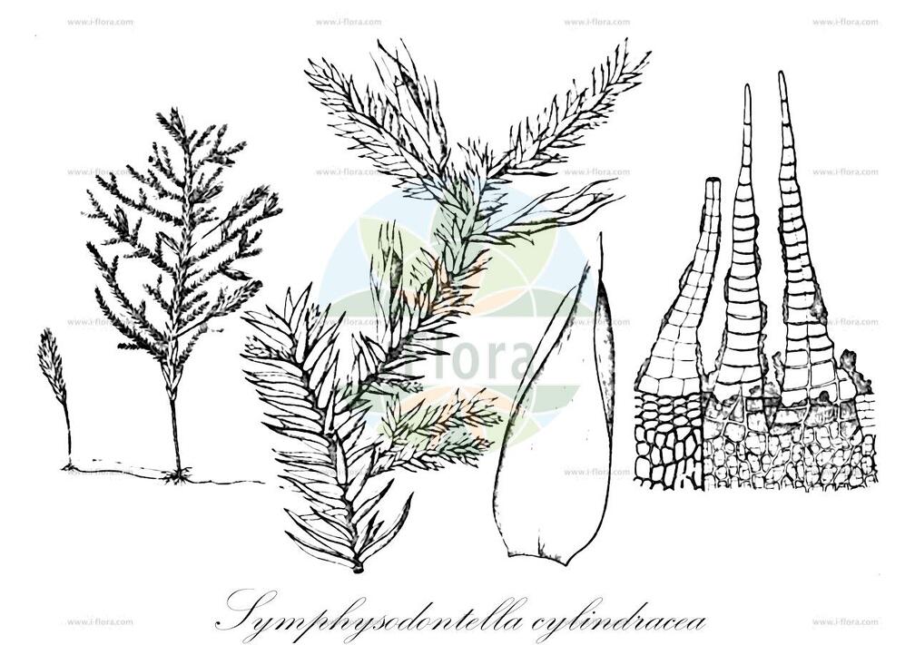 Symphysodontella cylindracea