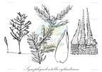 Symphysodontella cylindracea