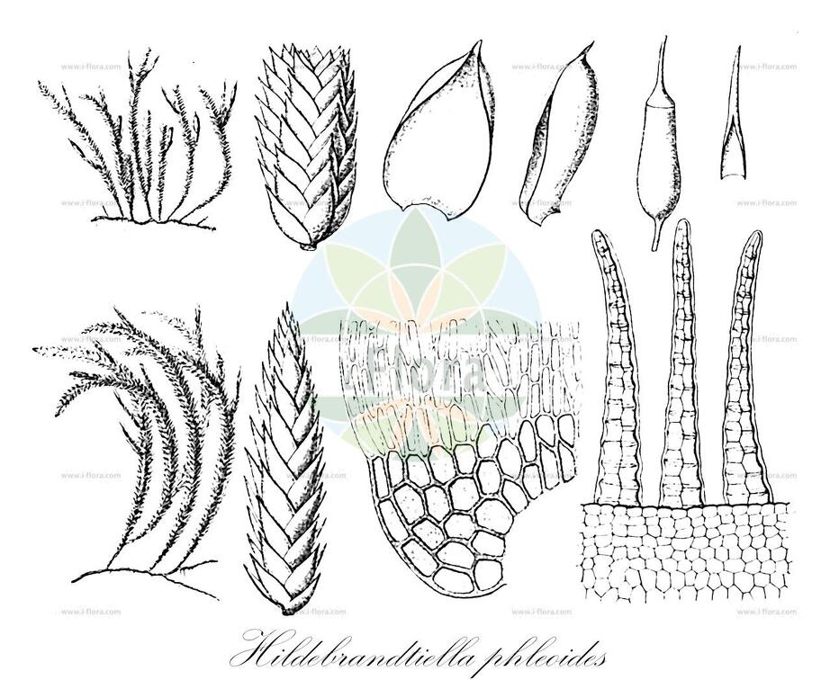 Hildebrandtiella phleoides