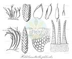 Hildebrandtiella phleoides