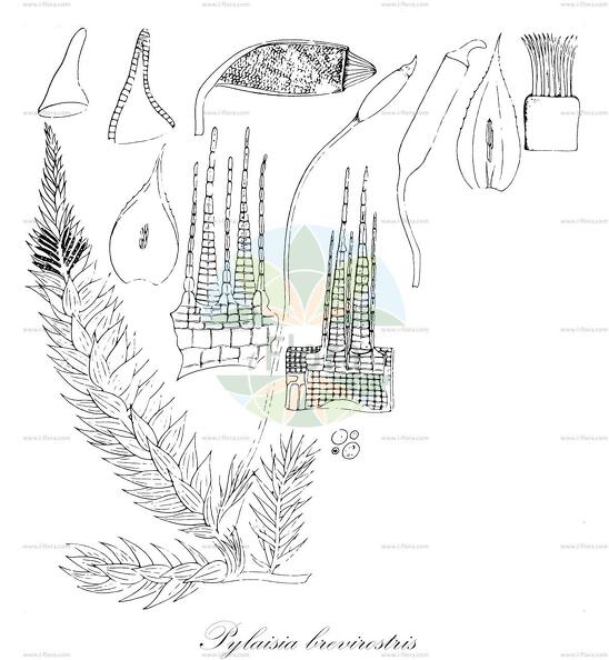 Pylaisia brevirostris