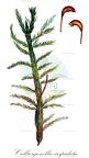 Calliergonella cuspidata