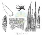 Pylaisia levieri