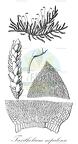 Taxithelium nepalense