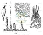 Platygyrium repens