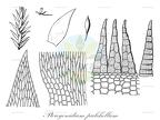 Pterogonidium pulchellum