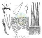 Aptychella planula