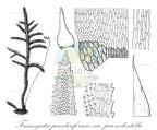 Trismegistia panduriformis var. prionodontella