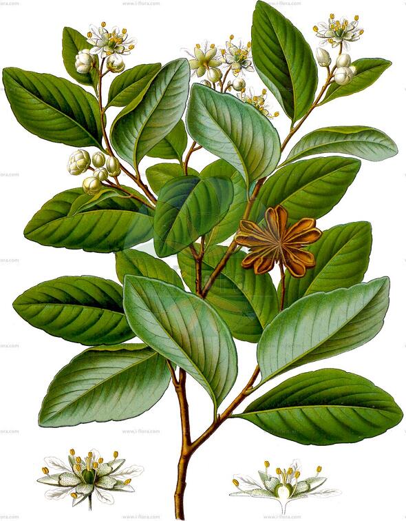 Quillaja saponaria