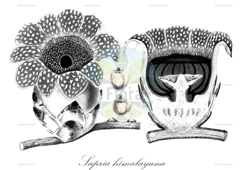 Sapria himalayana