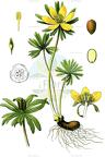 Eranthis hyemalis