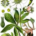 Helleborus niger