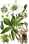 Helleborus niger