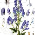Aconitum variegatum