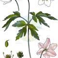 Anemone altaica