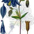 Aquilegia vulgaris