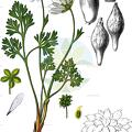 Callianthemum anemonoides