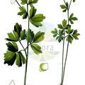 Isopyrum thalictroides
