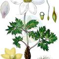 Pulsatilla alpina