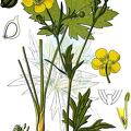 Ranunculus acris