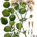 Thalictrum aquilegiifolium