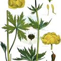 Trollius europaeus