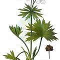 Anemonastrum narcissiflorum