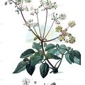 Knowltonia capensis