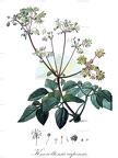 Knowltonia capensis