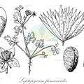 Leptopyrum fumarioides