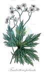 Trautvetteria palmata