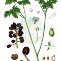 Actaea spicata